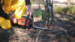 Best Stump Grinding and Removal  in Bellevue, KY