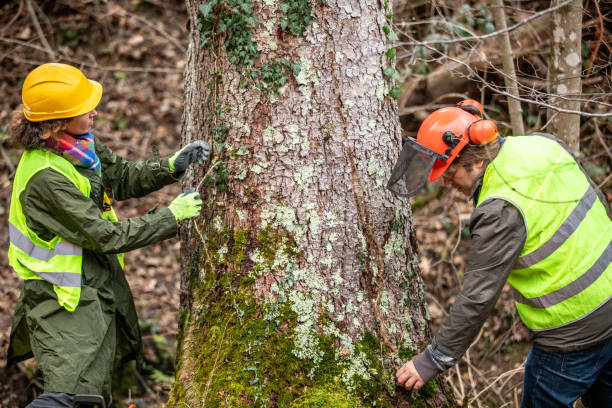 Best Tree Trimming and Pruning  in Bellevue, KY