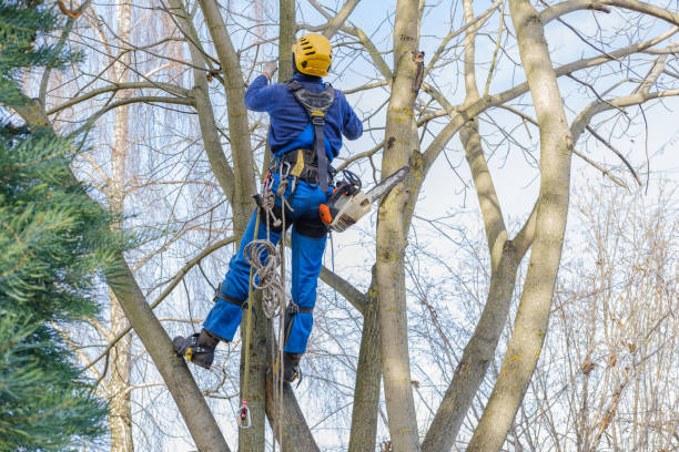 Best Arborist Consultation Services  in Bellevue, KY