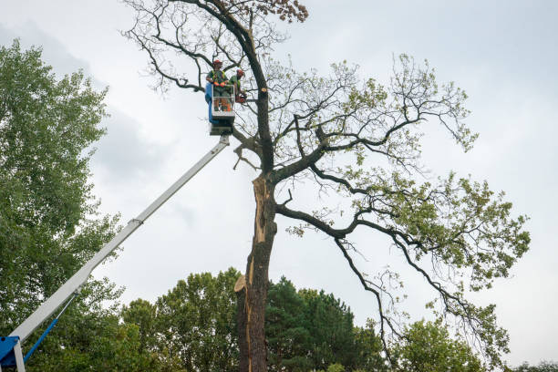 How Our Tree Care Process Works  in  Bellevue, KY