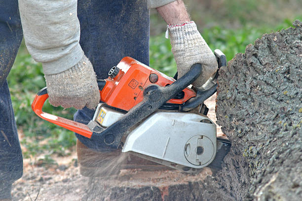 Best Tree and Shrub Care  in Bellevue, KY