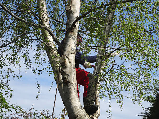 Best Seasonal Cleanup (Spring/Fall)  in Bellevue, KY