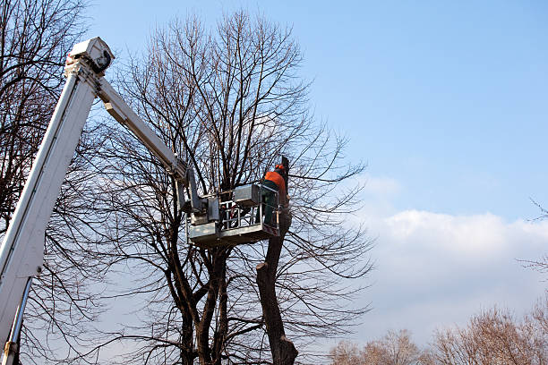 Best Palm Tree Trimming  in Bellevue, KY